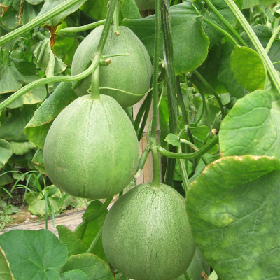 沧州市绿皮甜瓜种子粒尔田金典绿宝种子厂家