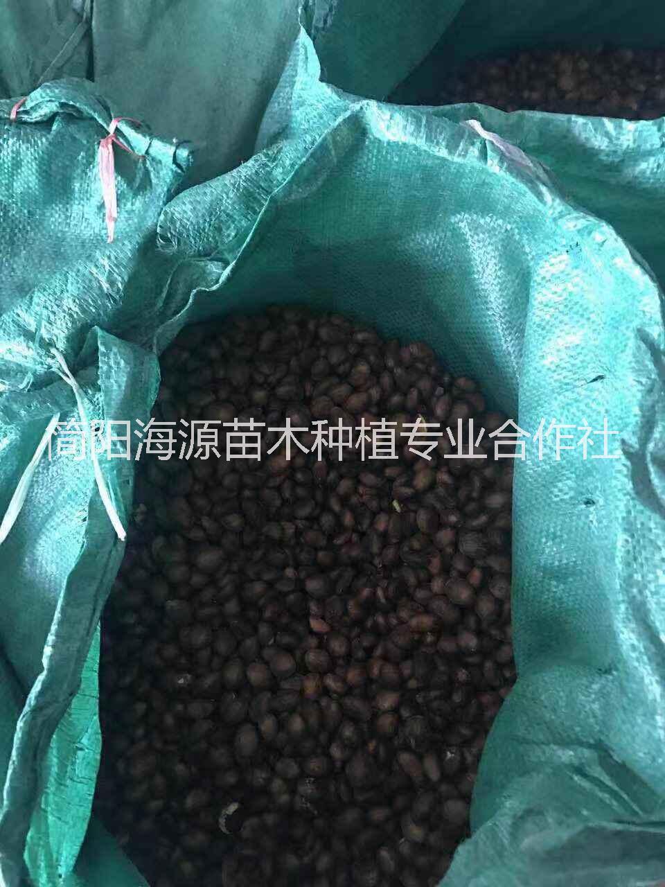 四川简阳高存活率枇杷种子批发价格 传授种植技术，海源苗木