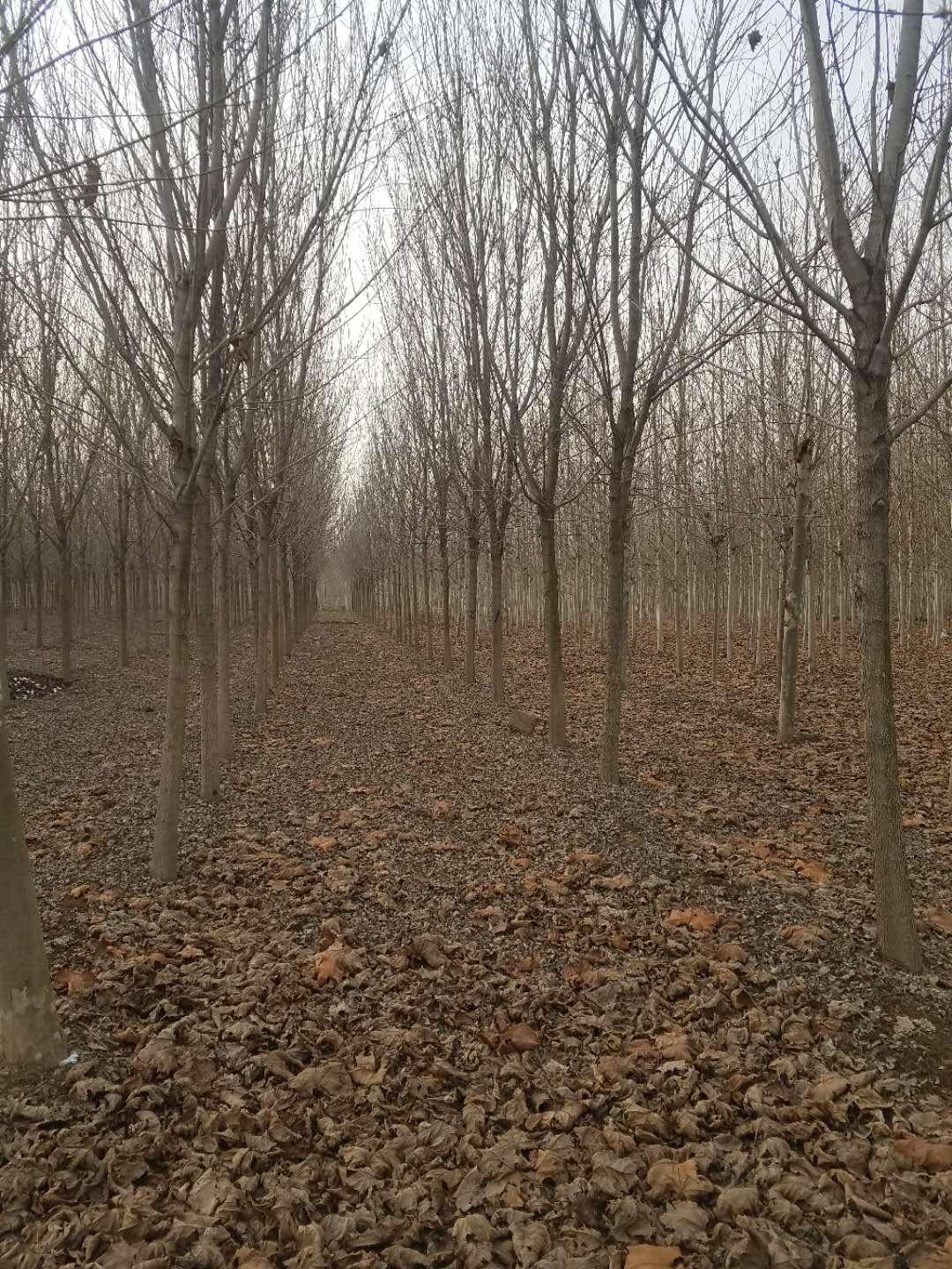 济宁速生白蜡 了解速生白蜡栽培的技术图片