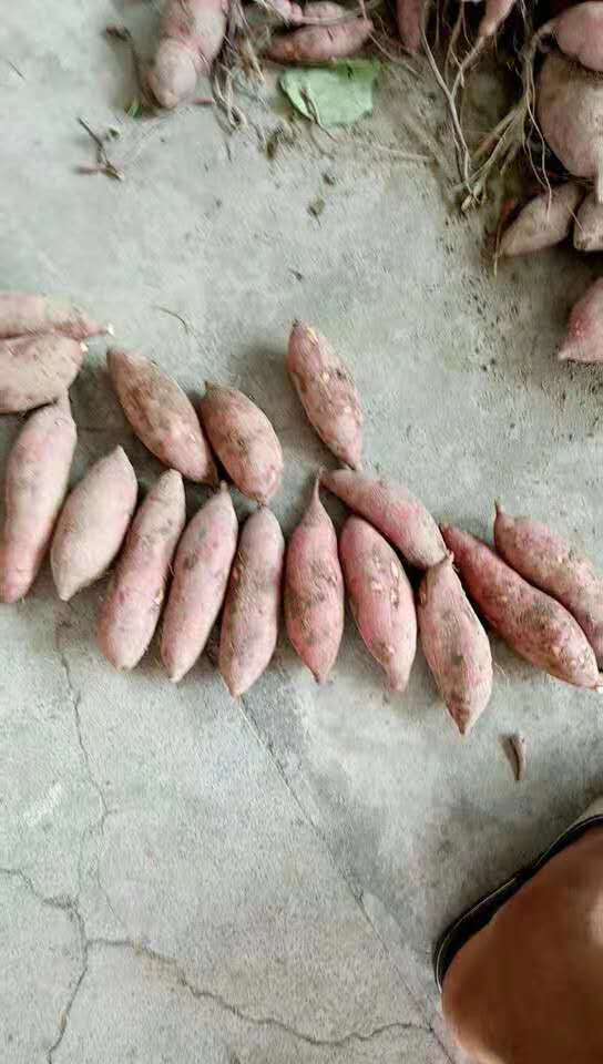 茂名市四季香红薯厂家厂家