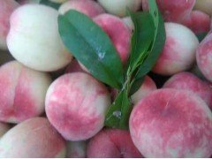 极早 红美 桃，早熟桃树苗，早熟桃树新品种，新品种桃树苗