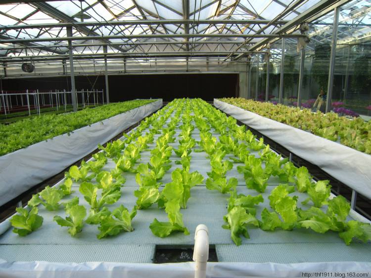 无土栽培玻璃温室种植效果图玻璃大棚价低潍坊建达温室公司图片