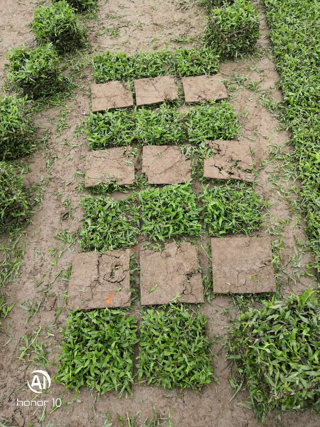 广州市广东大叶油草皮厂家广东大叶油草皮基地 如何种植大叶油草草皮
