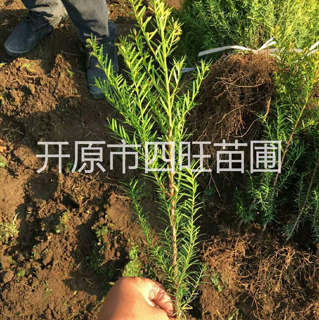 吉林辽宁供应耐寒东北红豆杉播种小苗价格便宜量大从优图片