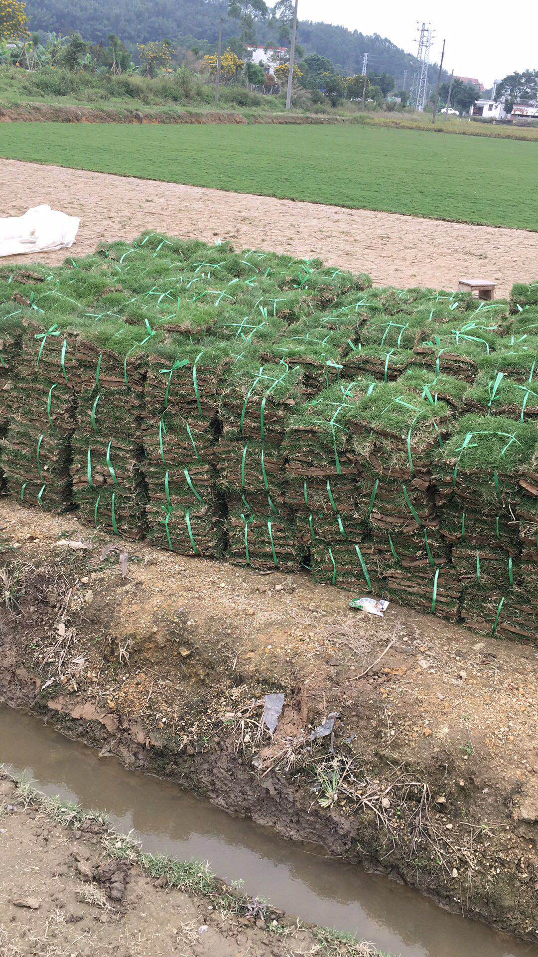 广东马尼拉草厂家 马尼拉草的生产环境 优质马尼拉草