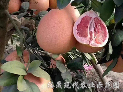 长沙市安江冰糖柚厂家