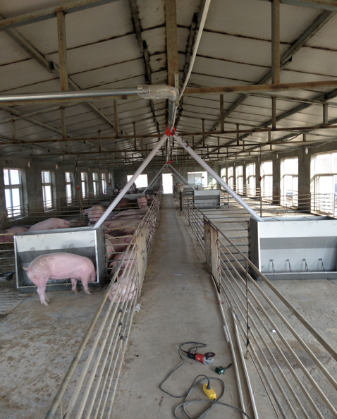 德州市猪场料线自动化养猪设备育肥猪料线厂家猪场料线自动化养猪设备育肥猪料线猪场自动喂料系统