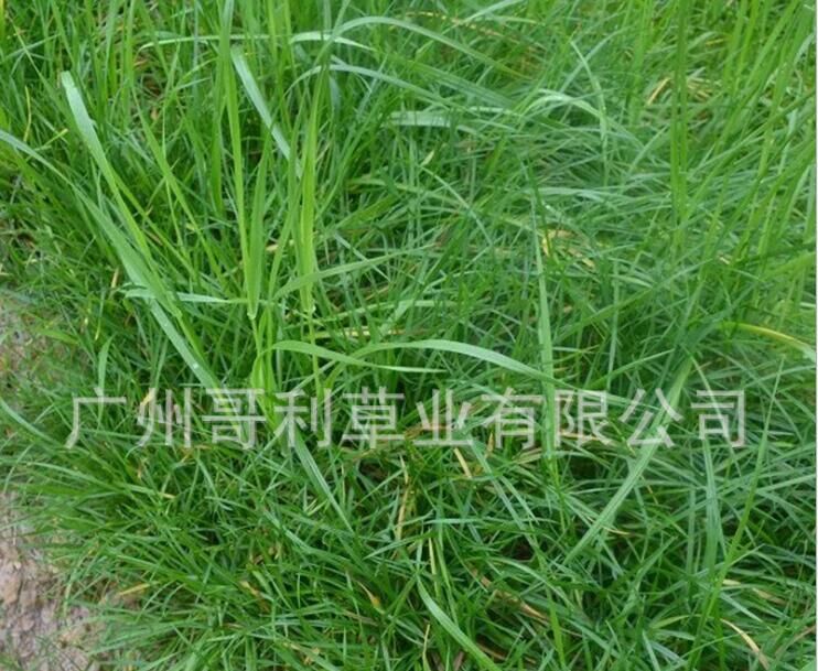 草坪草种-护坡型高羊茅草籽-工程绿化护坡防护型草坪草籽厂家图片
