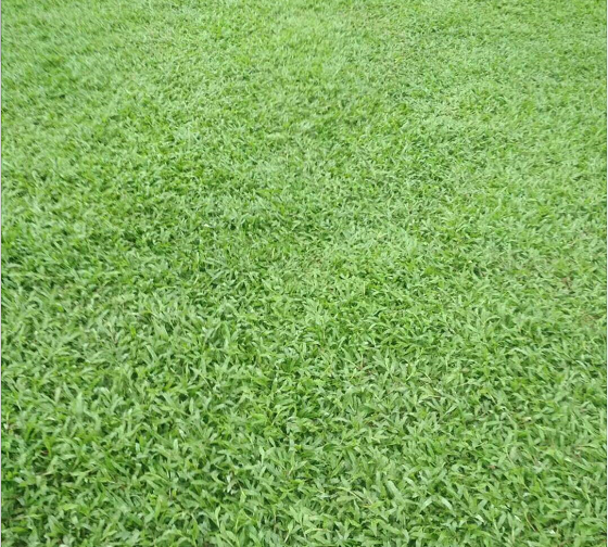 肇庆市大叶油草皮厂家广东大叶油草皮厂家 如何种植大叶油草草皮？