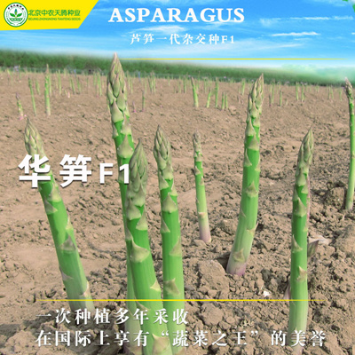 华笋f1-高产芦笋种子图片