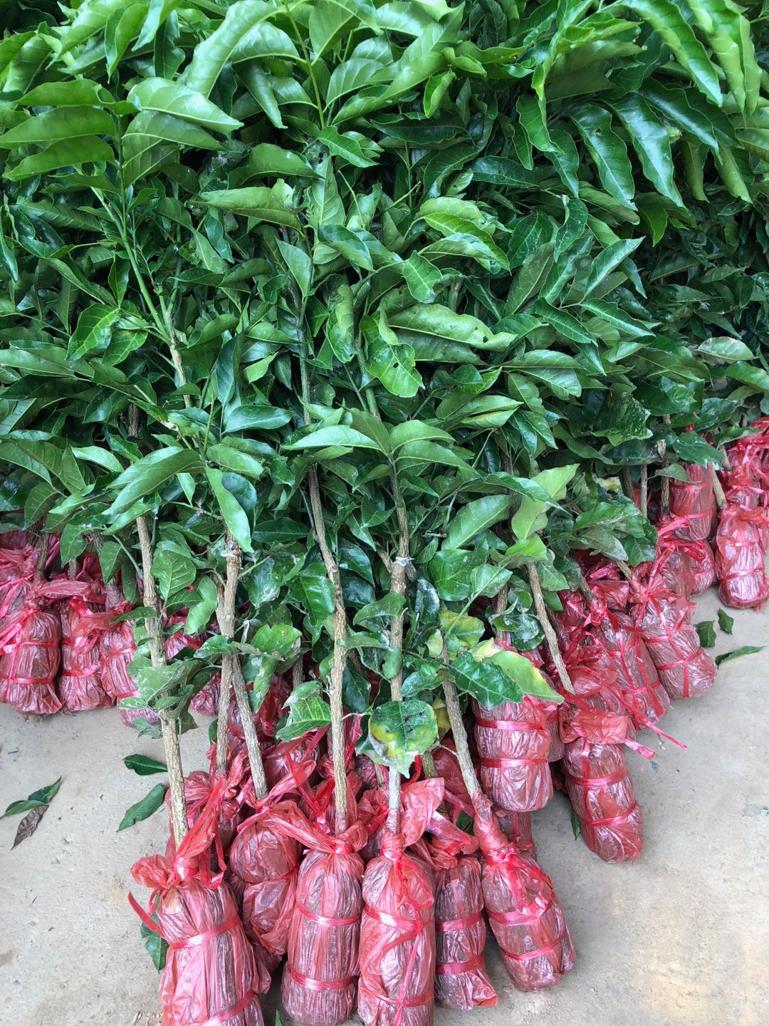 广州黄皮苗直销基地 黄皮果树苗市场价多少钱一棵图片
