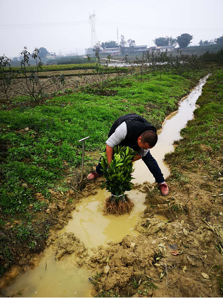 长叶香橙苗种植技术，长叶香橙苗种植未来市场，长叶香橙苗种植方法，长叶香橙苗种植基地图片