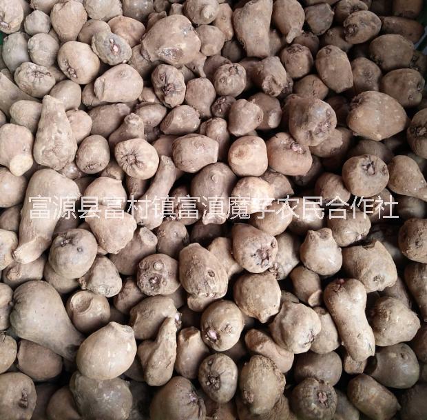 曲靖市贵州魔芋种子公司厂家魔芋种子公司、贵州魔芋种子公司、毕节魔芋种子公司