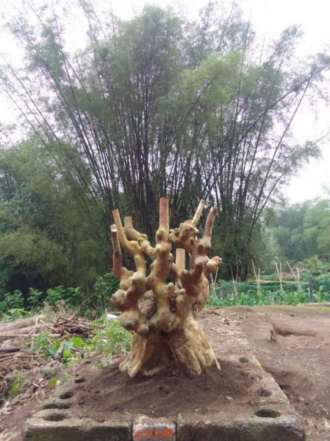 广西杂木盆景图片
