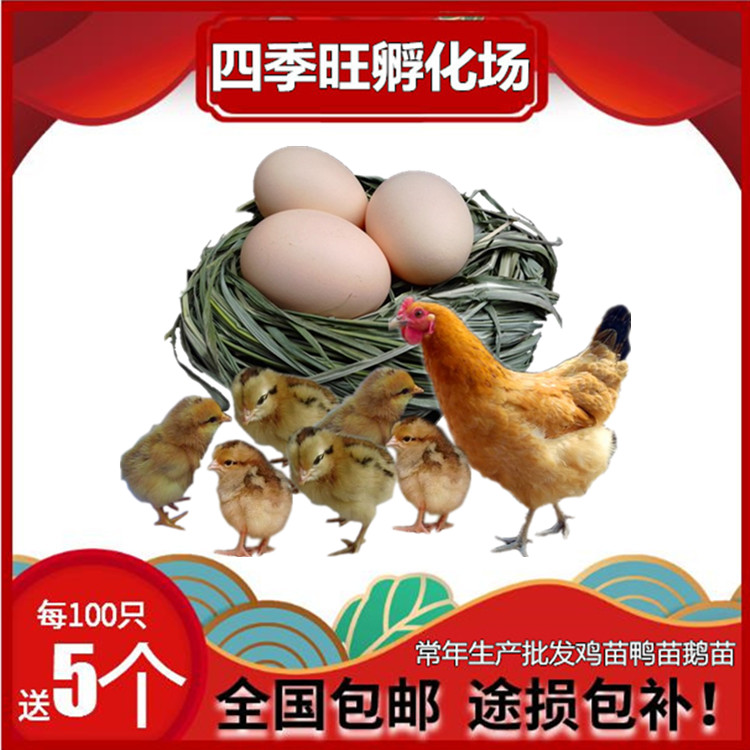 芦花鸡鸡苗小鸡苗活体出售||珍珠鸡苗||散养土鸡鸡苗||贵妃鸡鸡苗||芦花鸡鸡苗批发