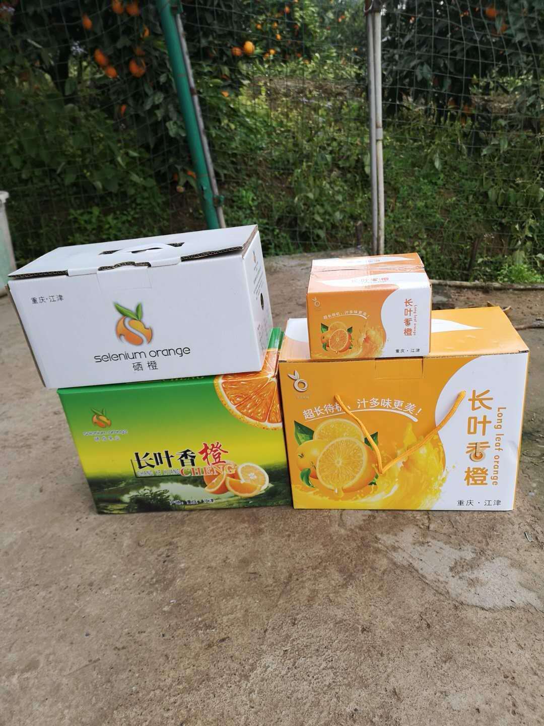 重庆市长叶香橙水果基地厂家