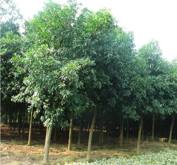 杜英种植基地，湖南长沙杜英种植，杜英批发价格，雨花区杜英基地，杜英报价，杜英供应商，杜英厂家直销图片