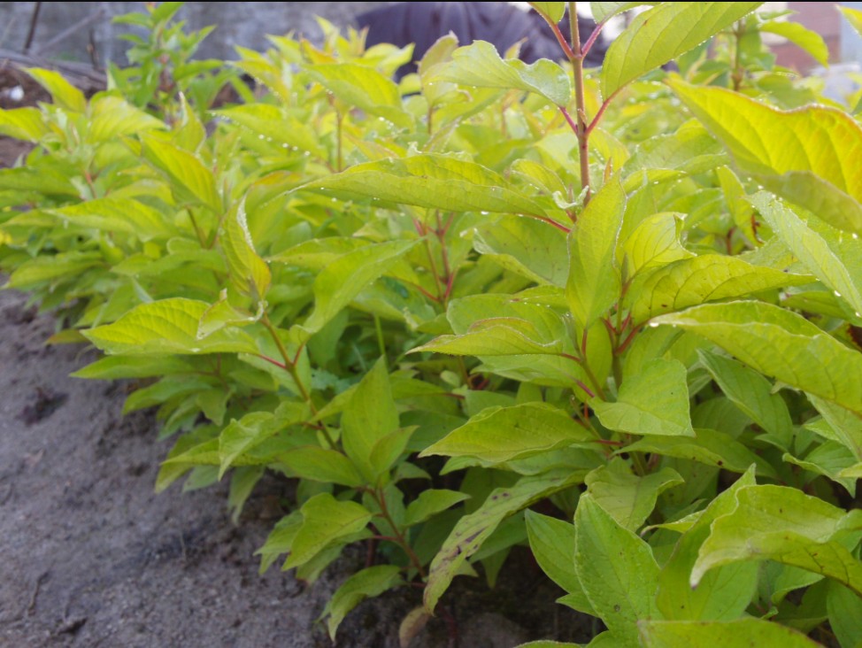 铁岭市金叶红瑞木厂家辽宁金叶红瑞木价格 金叶红瑞木种植基地 金叶红瑞木批发