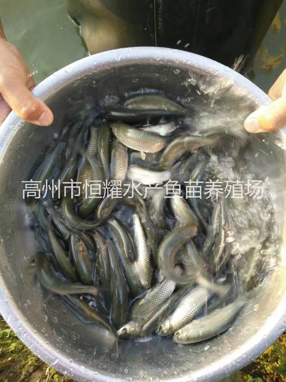 阳江大量供应单性罗非鱼苗桂花苗草鱼苗鲤鱼图片