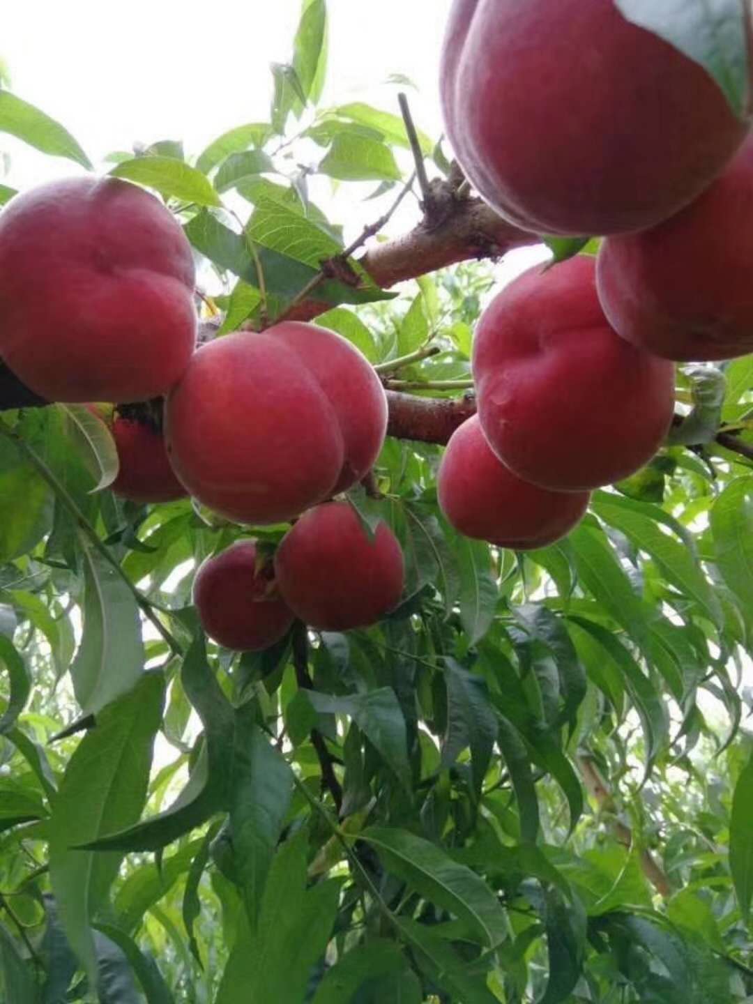特早蜜脆桃5—19，早熟桃 品种，早熟桃树新品种，新品种桃树苗