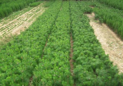 油松油松，油松苗，油松价格，批发油松，油松种植基地，油松供应商