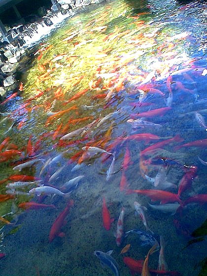 上海鱼池水净化过滤工程批发