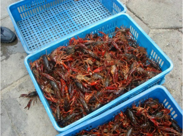 扬州正宗小龙虾龙虾一姐鲜活产品厂图片
