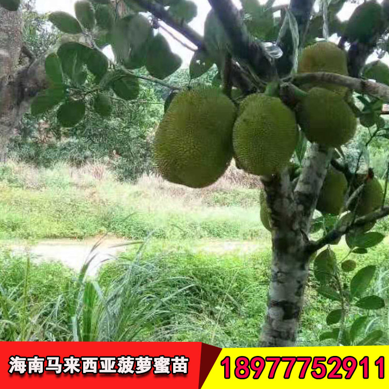 菠萝蜜果树苗厂家 纯种四季菠萝蜜果树苗 菠萝蜜苗马来西亚图片
