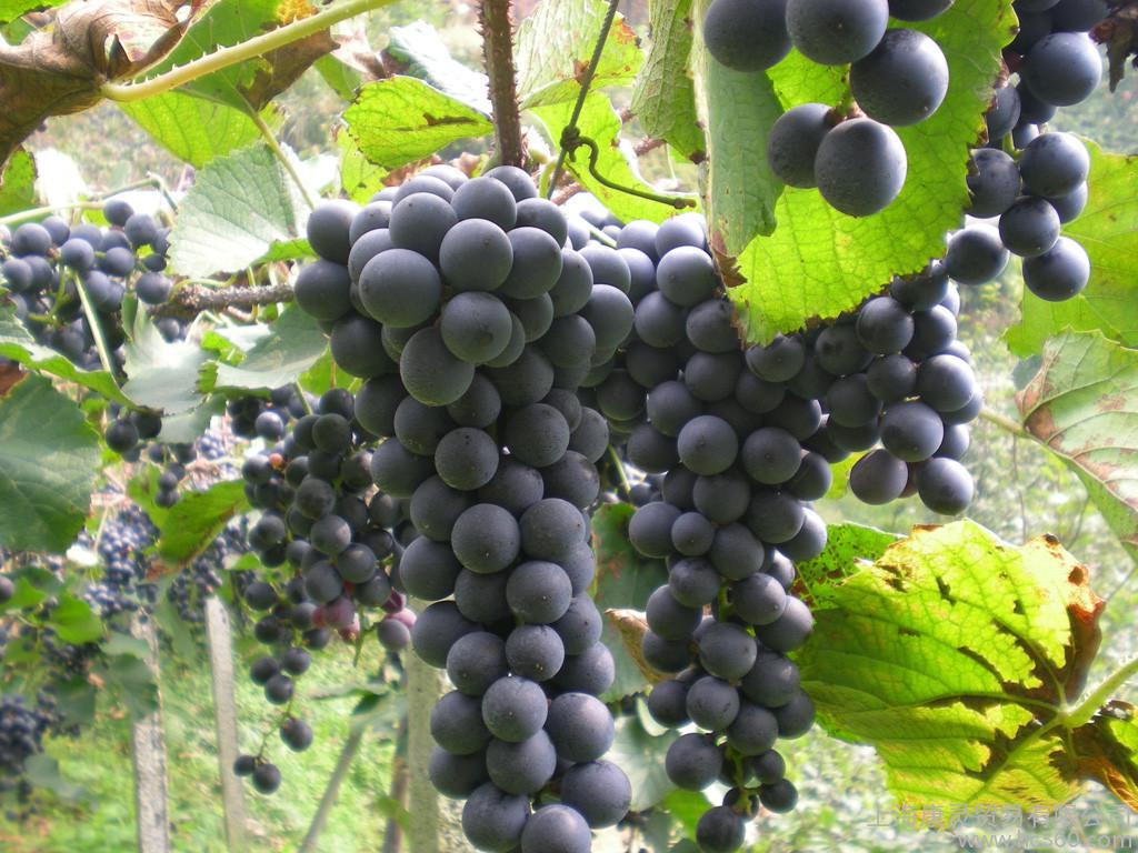 刺葡萄的营养价值高刺葡萄优质种苗批发刺葡萄栽培技术图片
