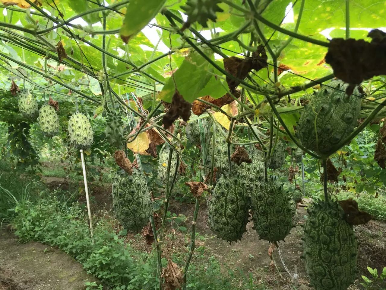 刺角瓜种植项目栽培非洲蜜瓜种子批发火参果种植前景