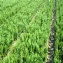 绿化小苗种绿化小苗种 水生植物批发 竹类植物价格