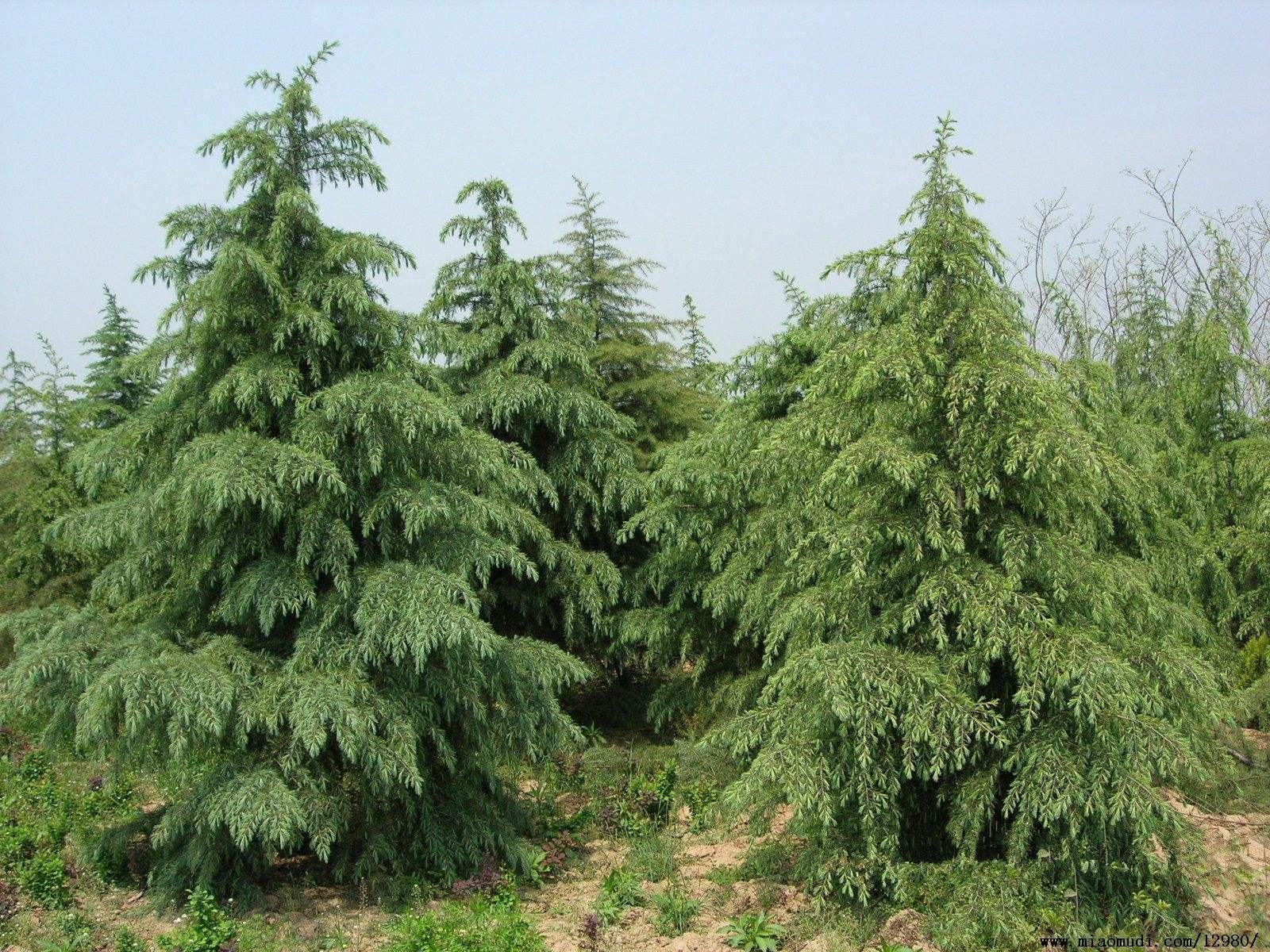 2米5米雪松树多少钱一棵、雪松树基地批发、供应各种规格雪松树全国发货