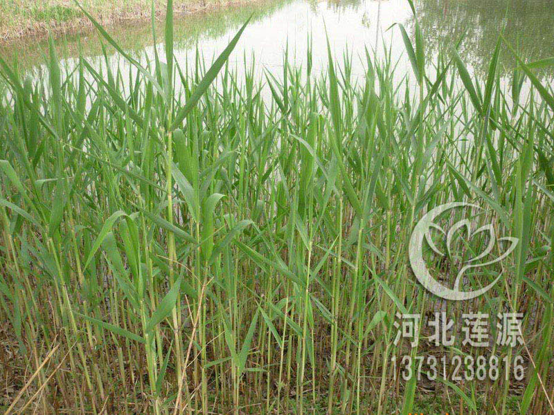供应芦苇苗，白洋淀芦苇，湿地绿化工程用苗