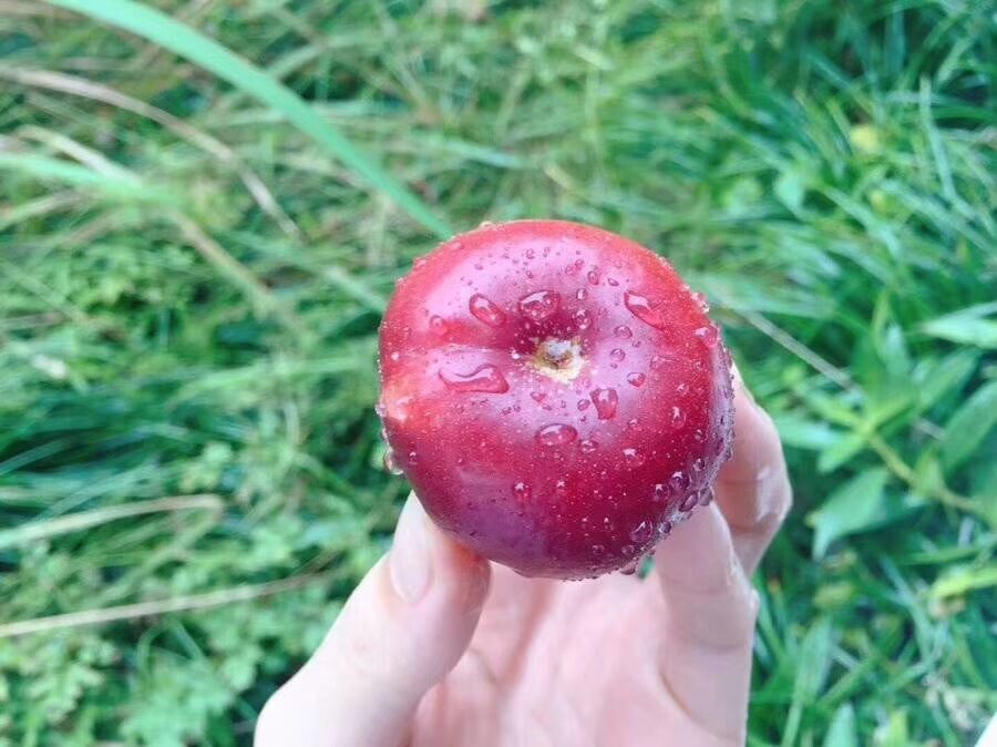 上饶市纽扣蟠桃厂家纽扣蟠桃苗批发纽扣蟠桃种植技术纽扣蟠桃种苗价格