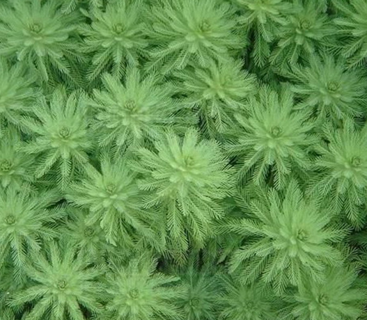 广东狐尾藻，哪家好，哪里质量好