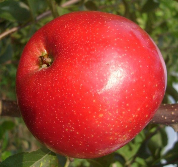 上饶市红肉苹果厂家红肉苹果红色之爱红肉苹果苗如何种植红肉苹果价格