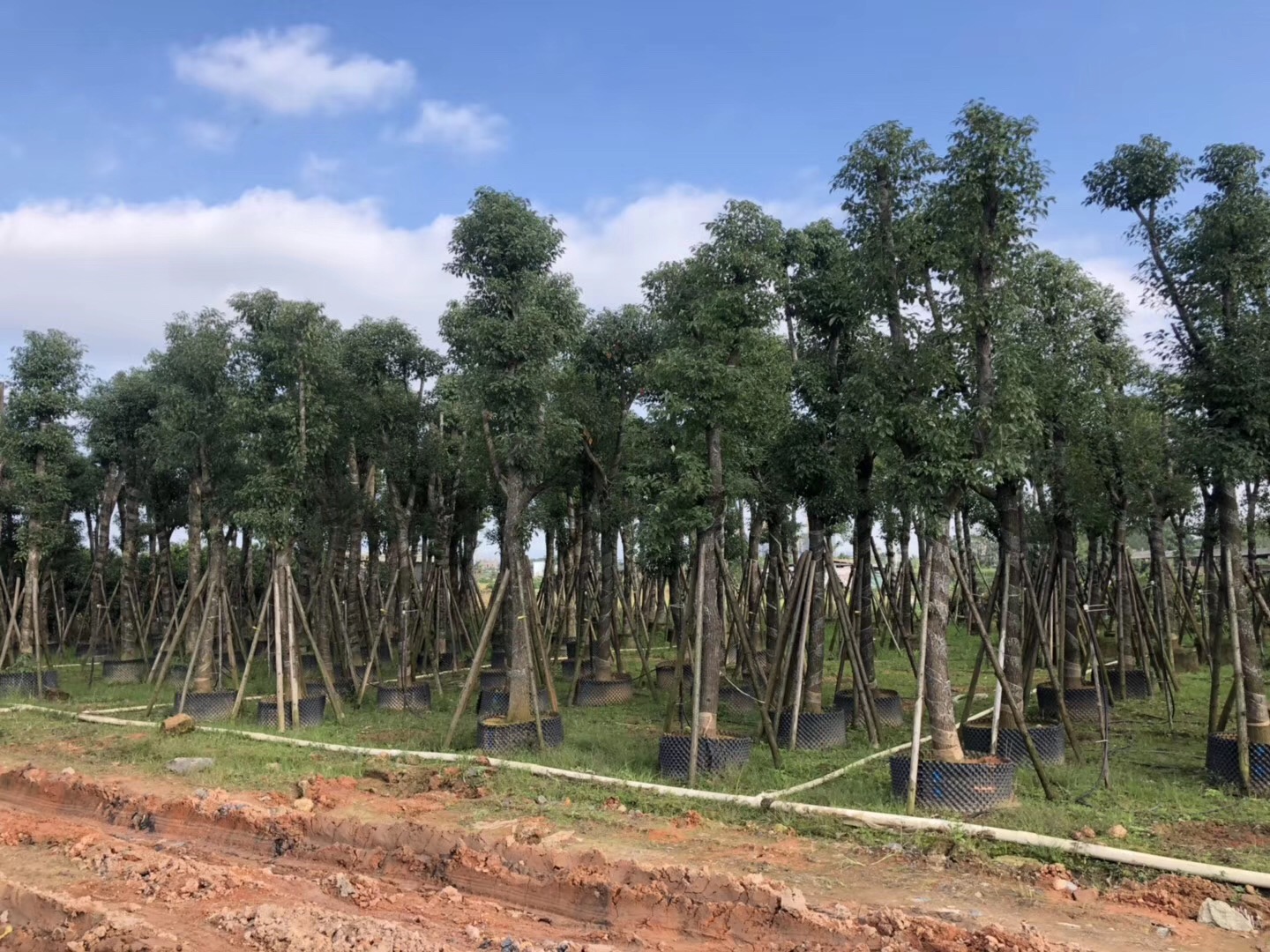 揭阳市香樟树厂家香樟树 香樟树养护方法