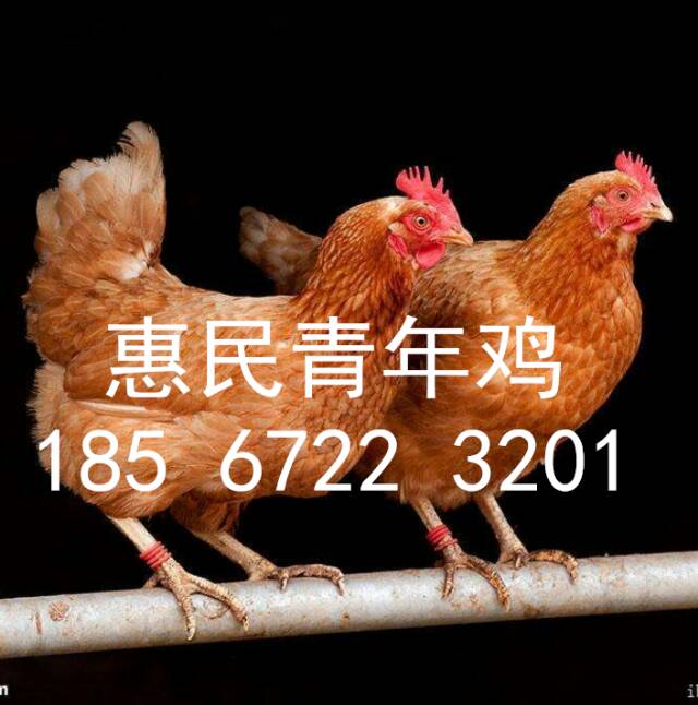 鹤壁60天海兰灰青年鸡价格