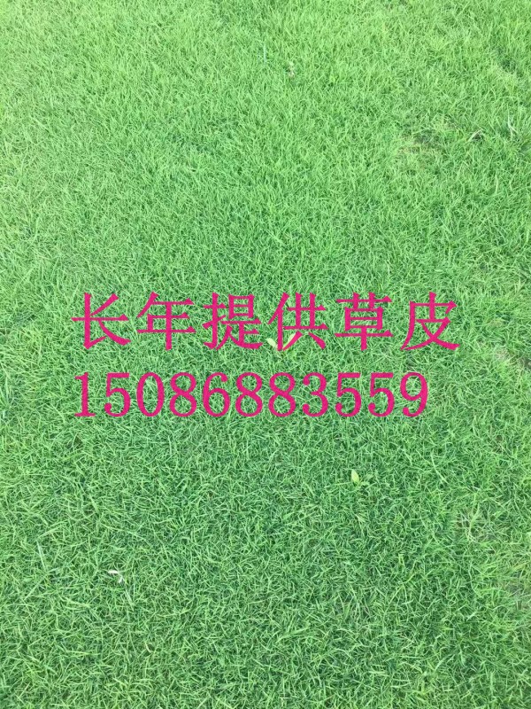 重庆草坪供应混播草台湾草图片