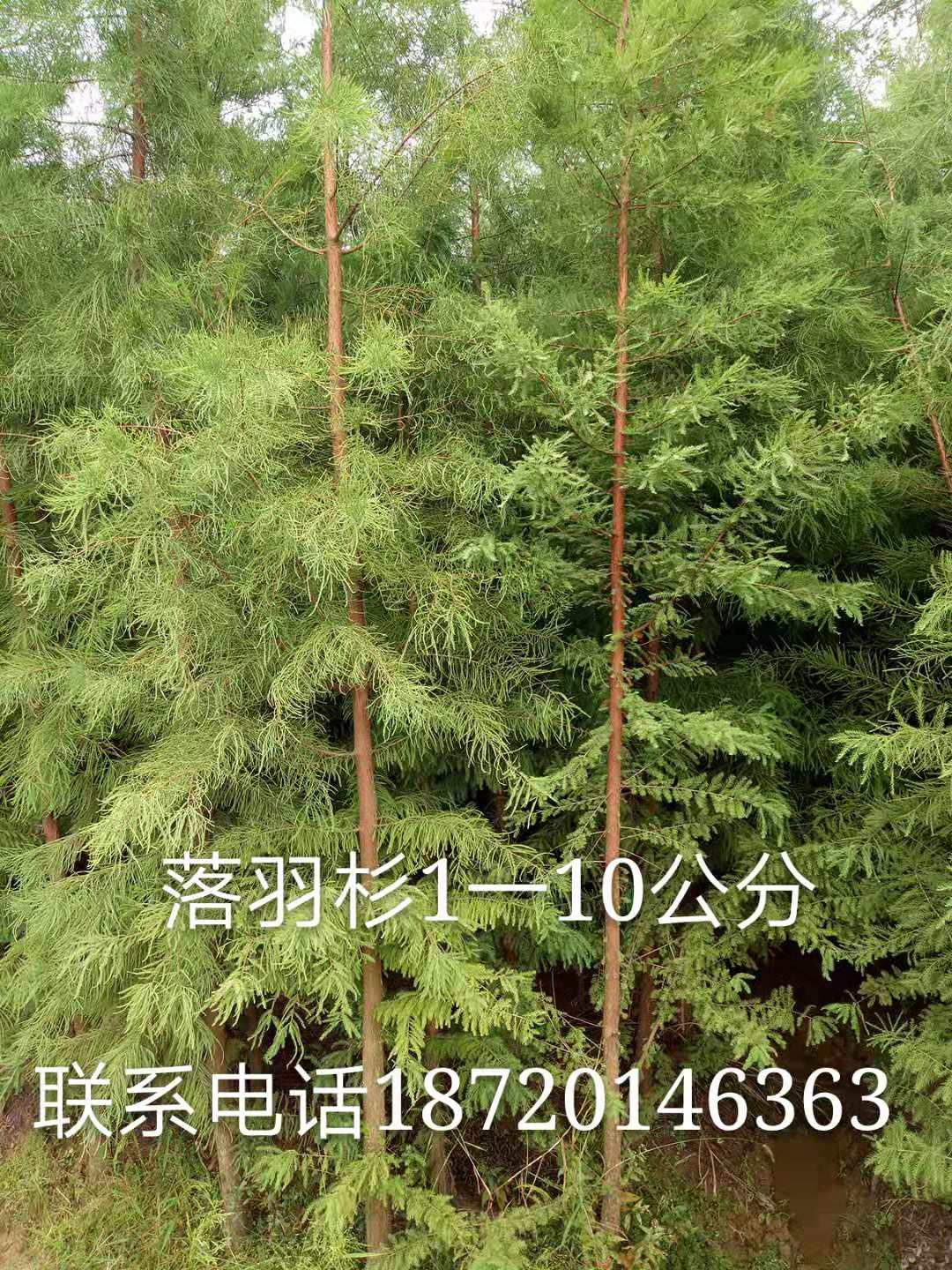 江西落羽杉种植|江西落羽杉苗木|江西落羽杉批发价格图片