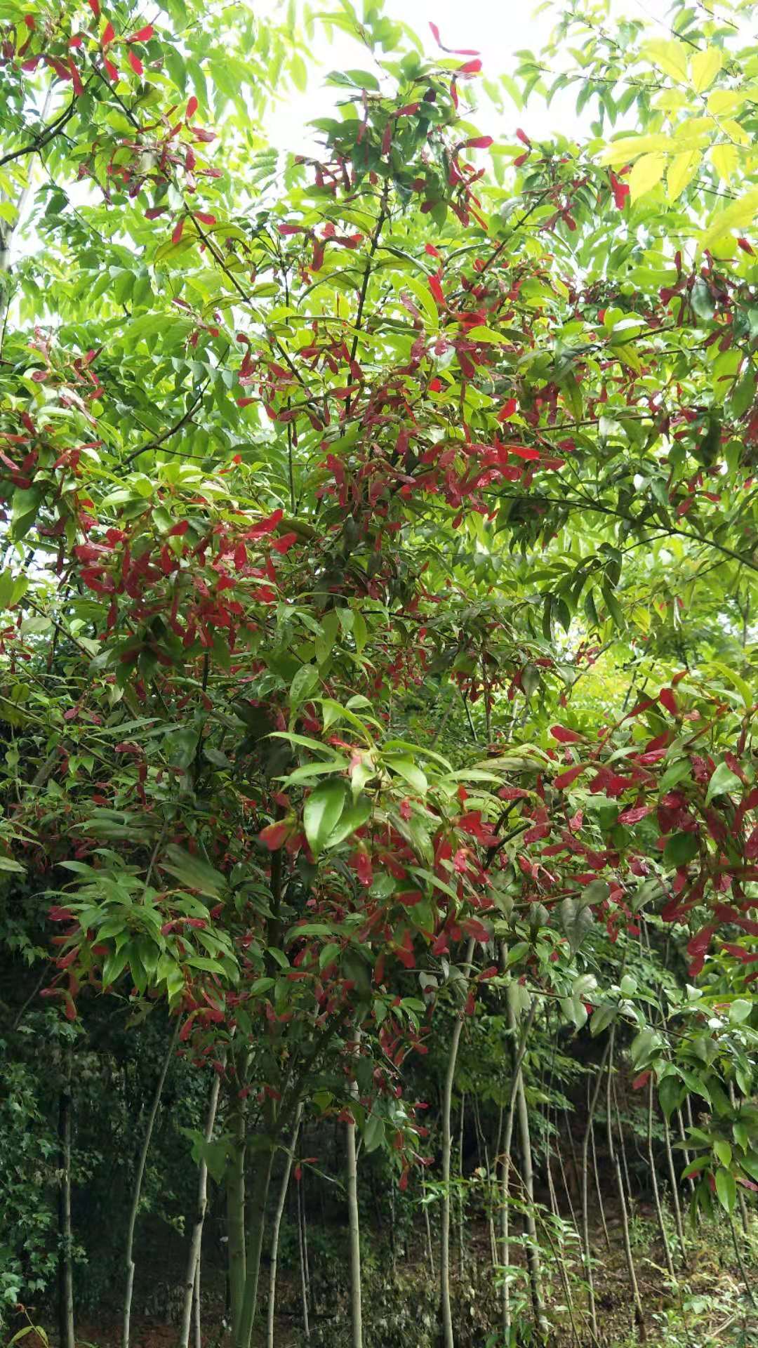 江西红翅槭种植|江西红翅槭苗木|江西红翅槭批发价格