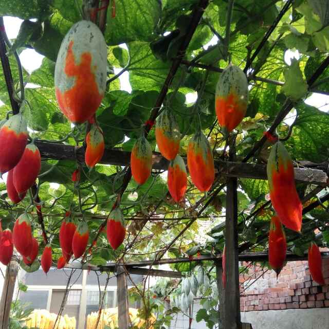 变色瓜金芒果瓜、彩瓜、老鼠瓜变色瓜种植技术变色瓜种子供应