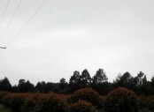 江西九江红叶石楠  优质红叶石楠供应图片