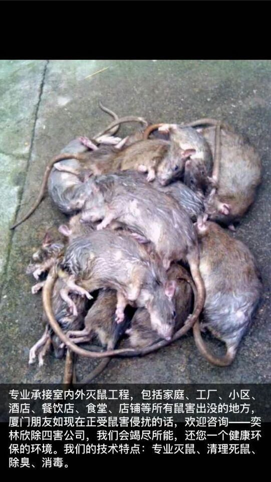 厦门灭鼠中心-专业灭鼠-清理死鼠