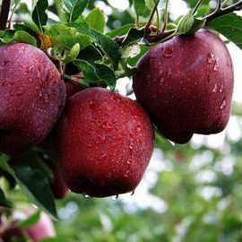 山东基地直销多品种嫁接苹果树苗