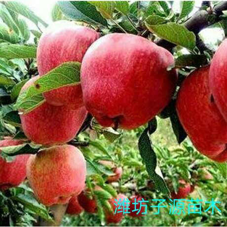 山东红肉苹果树苗盆栽新品种基地批发图片
