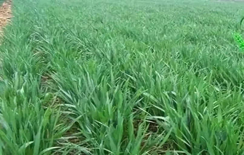 郑州市碧格缓释液态氮厂家小麦追肥用什么效果好/快用碧格缓释液态氮
