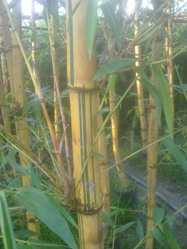 黄金间碧玉竹 金镶玉竹 可盆栽的彩色竹子 庭院绿化植物图片