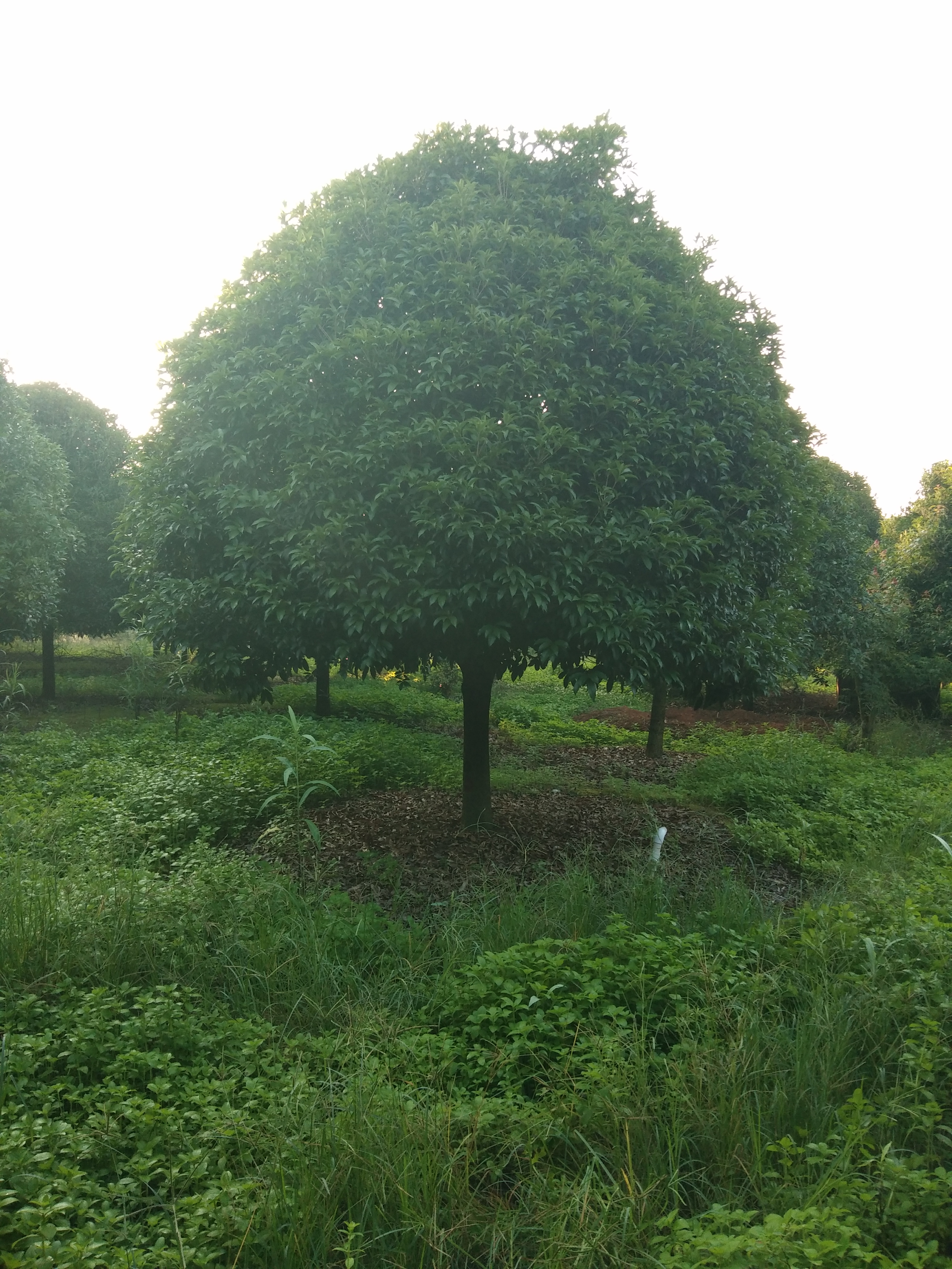 桂林市移植桂花树厂家移植桂花树，八月金桂，精品丹桂