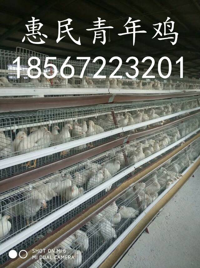 鹤壁市海兰灰蛋鸡多少天见蛋厂家